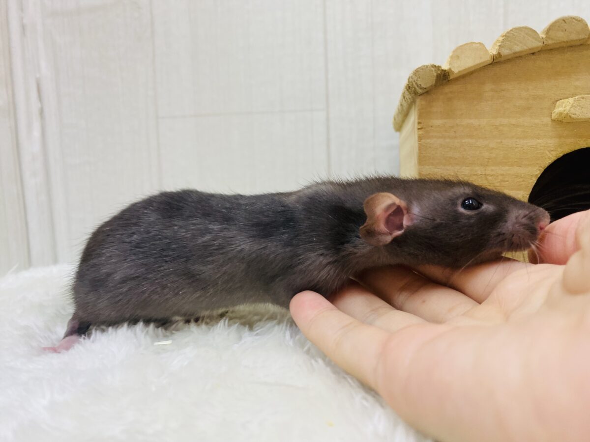 ファンシーラット