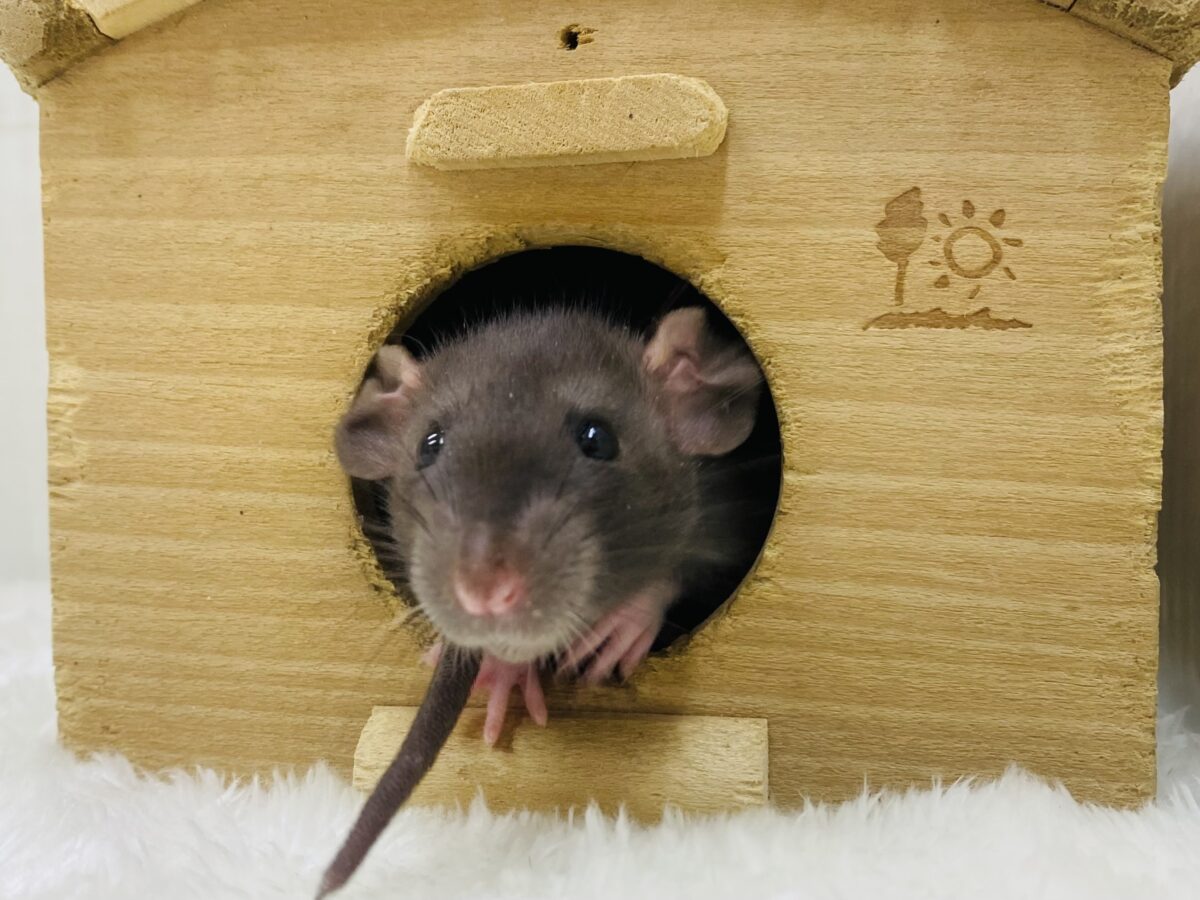 するっとスマート❓真っ黒さんなファンシーラット🐭🧀