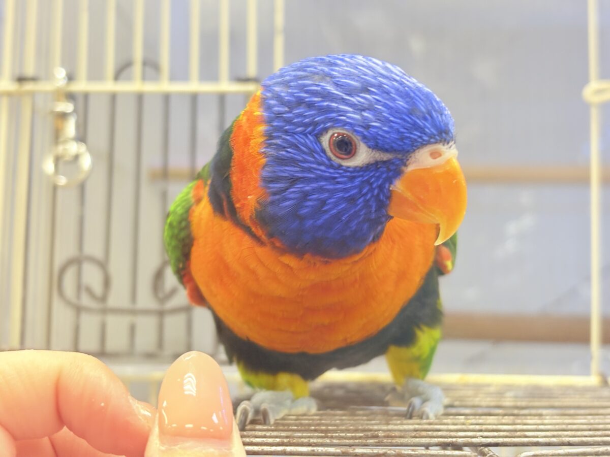 ゴシキセイガイインコ