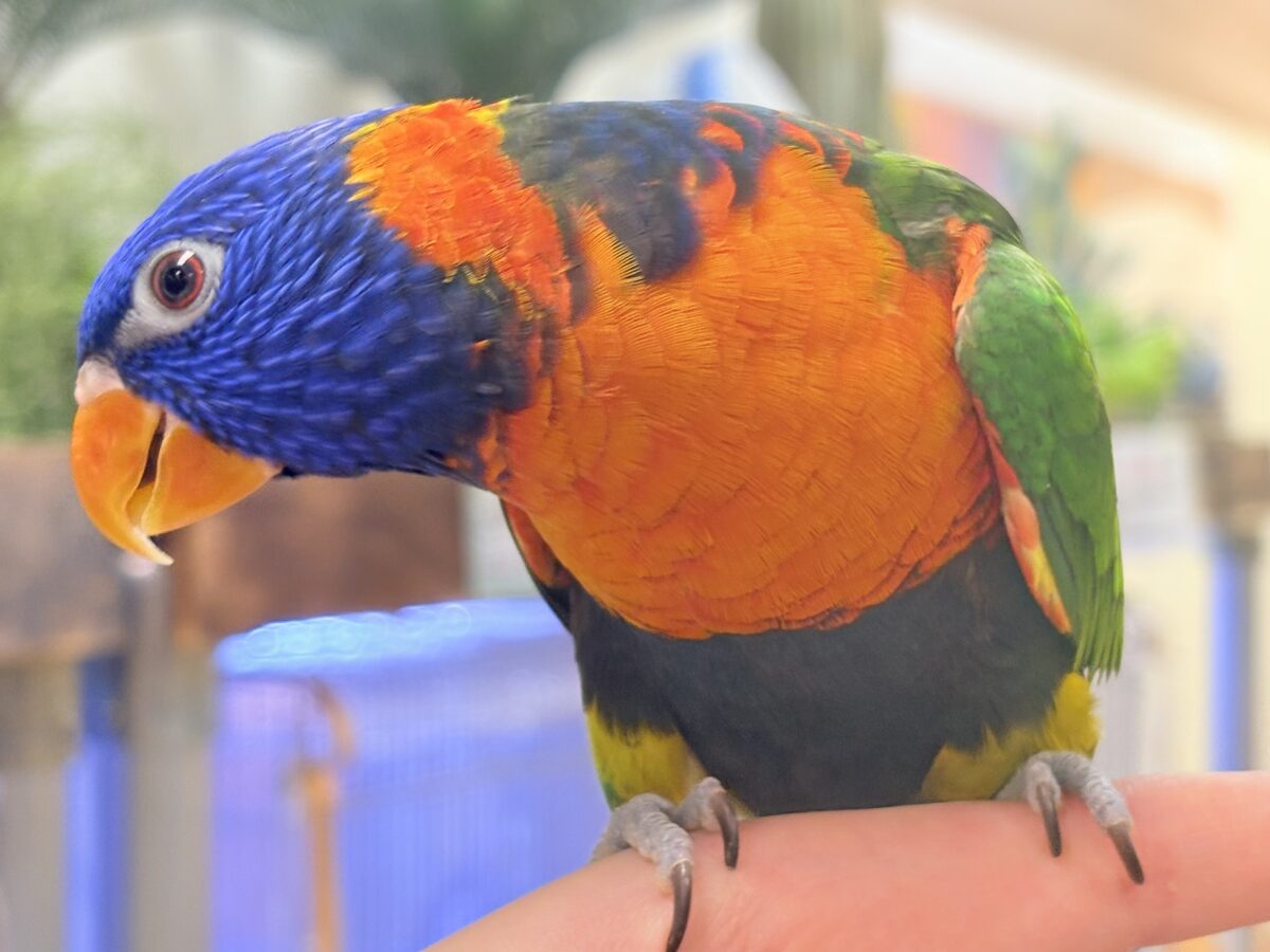 ゴシキセイガイインコ