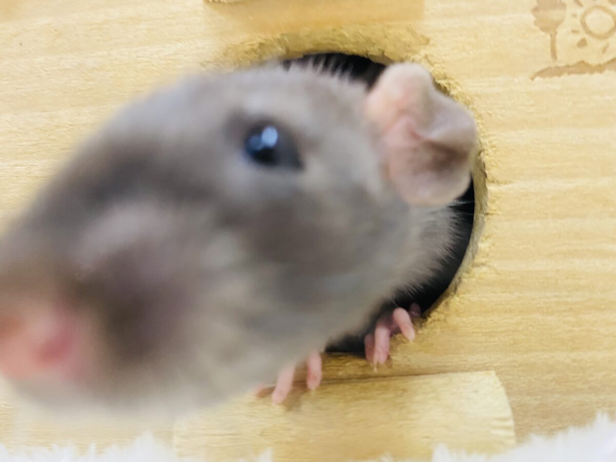 ファンシーラット