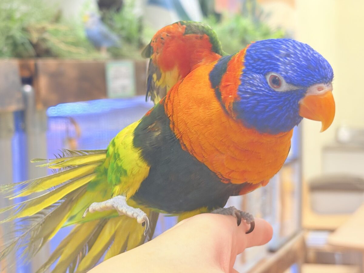 ゴシキセイガイインコ