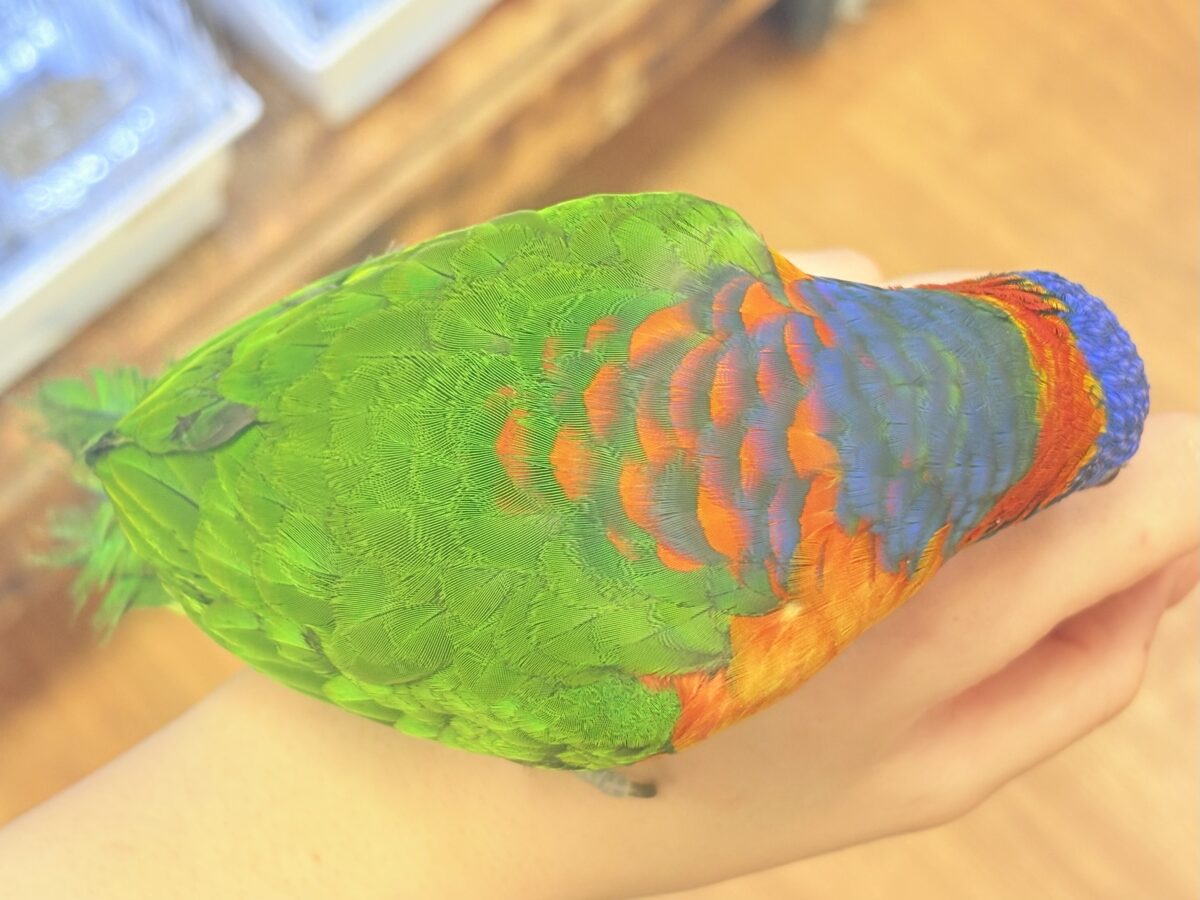 ゴシキセイガイインコ