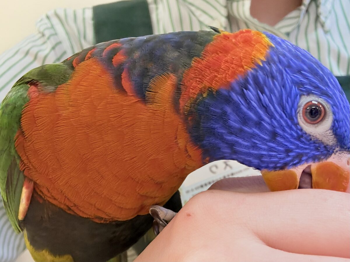 ゴシキセイガイインコ