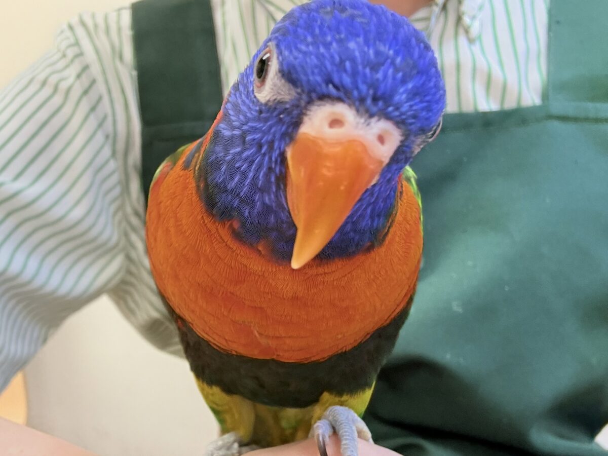 ゴシキセイガイインコ