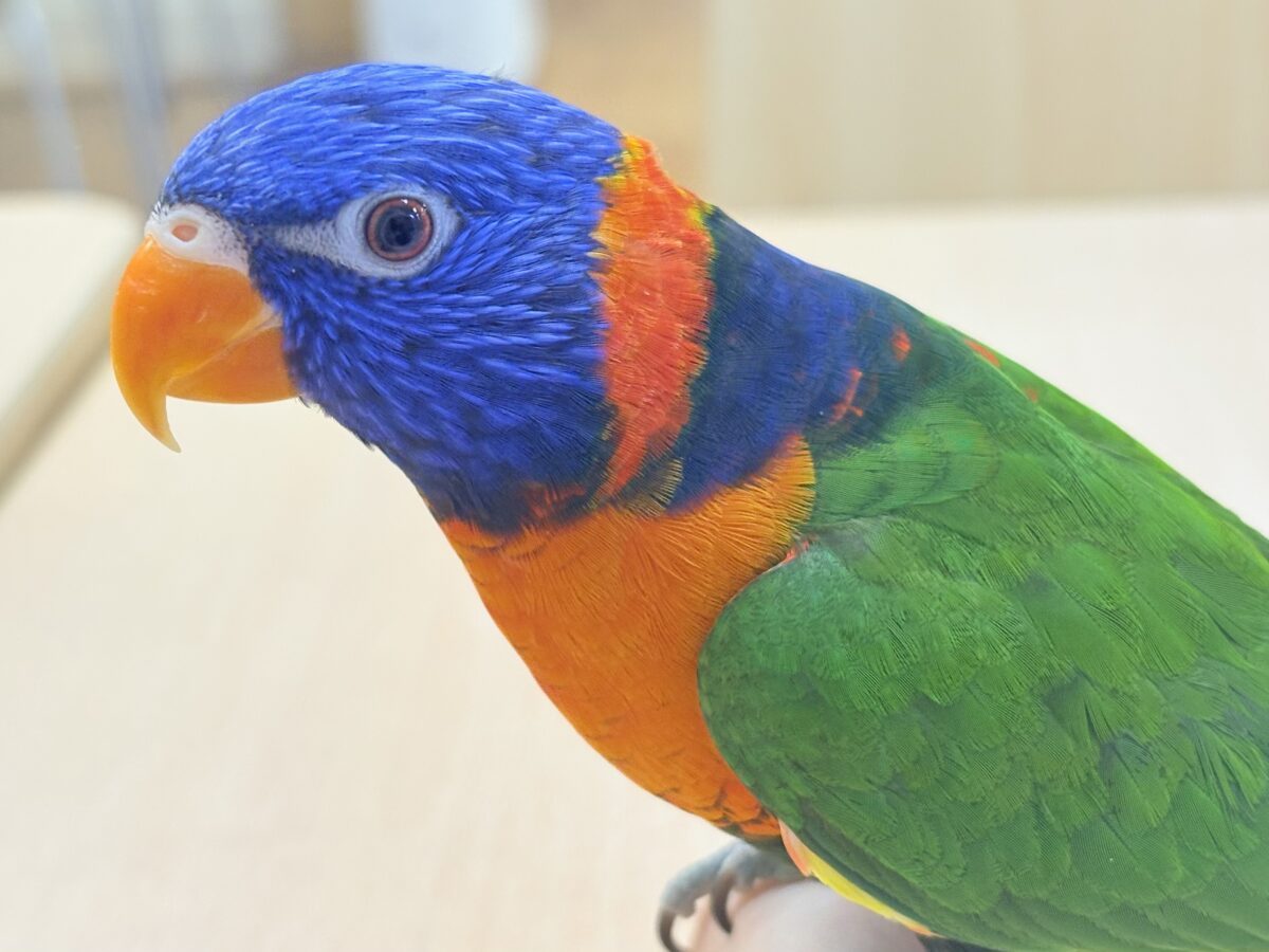 ゴシキセイガイインコ