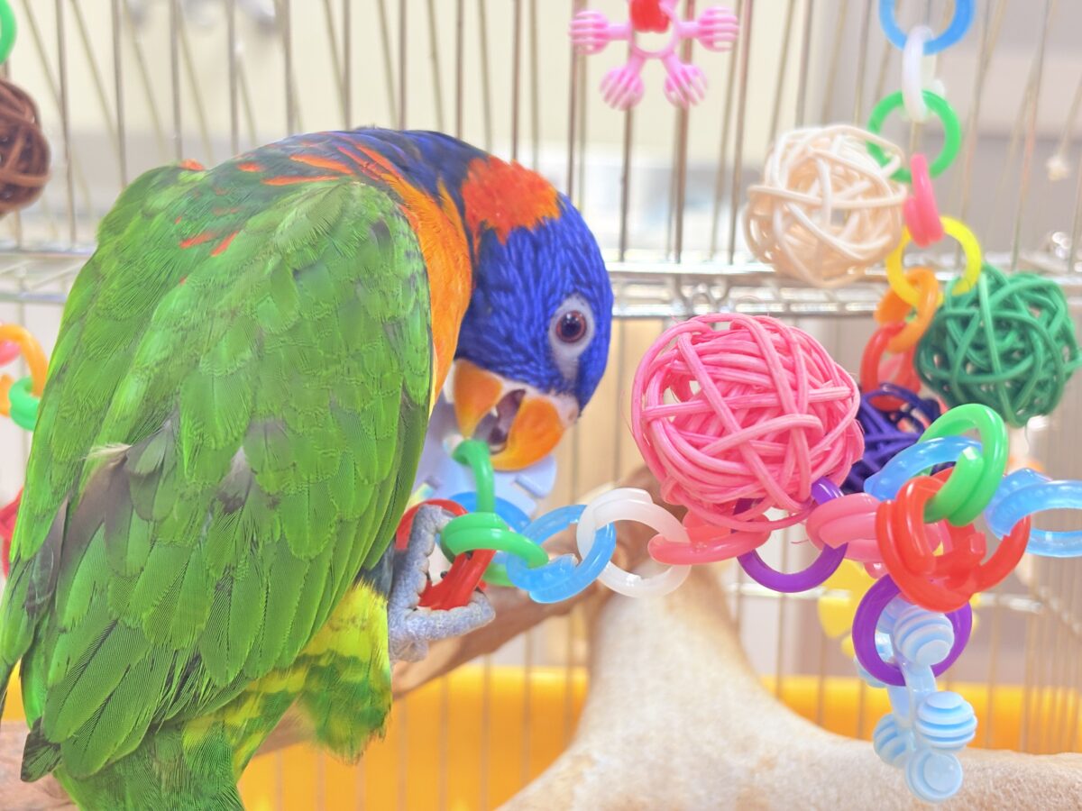 ゴシキセイガイインコ