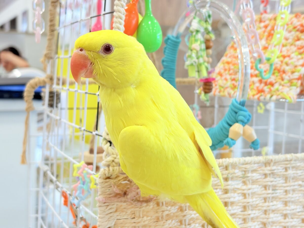 ワカケホンセイインコ（月の輪インコ）