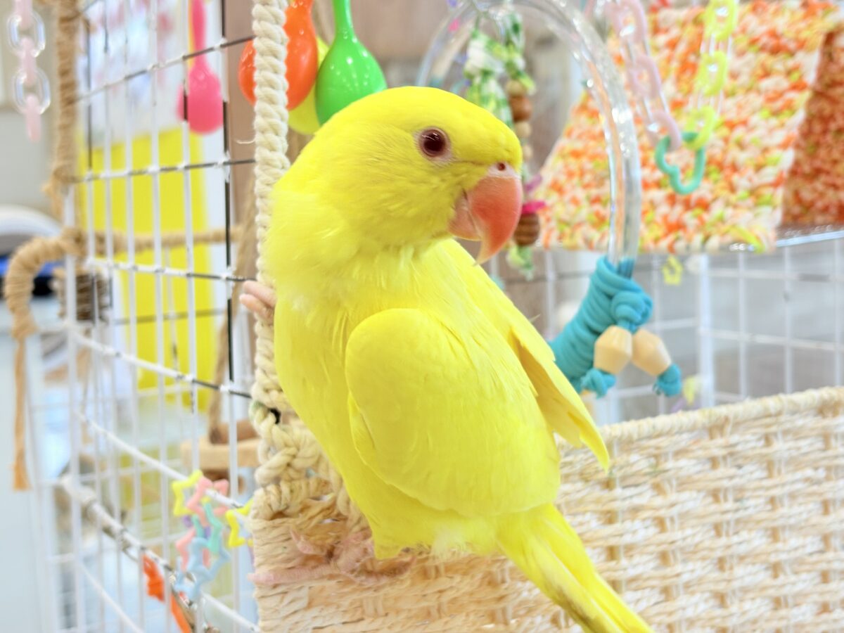 ワカケホンセイインコ（月の輪インコ）
