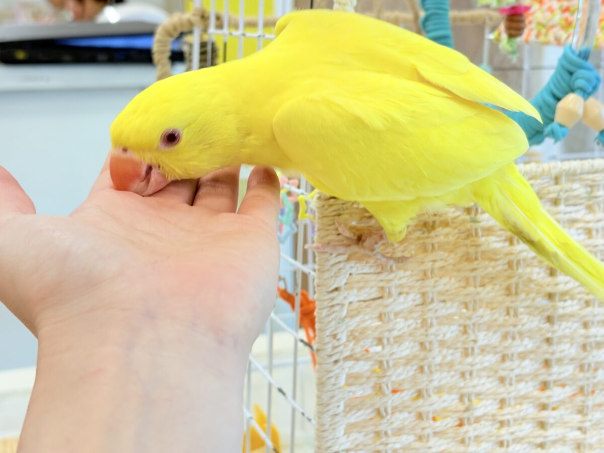 ワカケホンセイインコ（月の輪インコ）