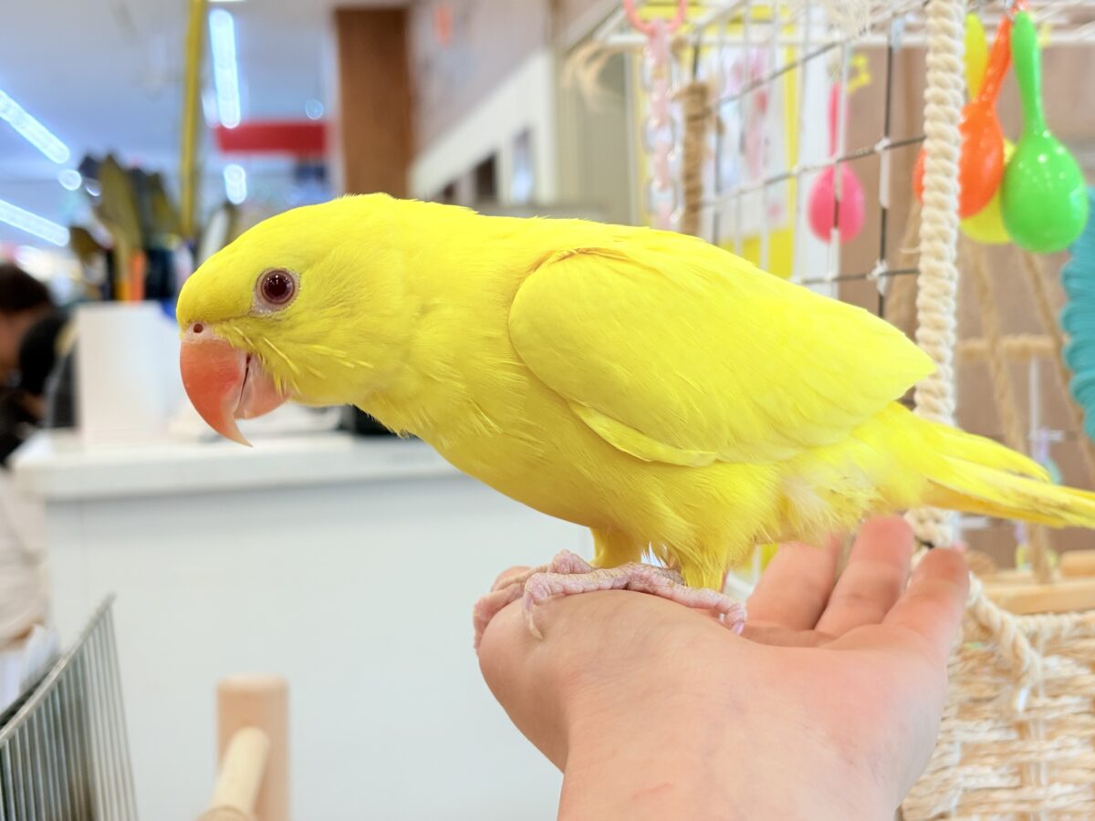 ワカケホンセイインコ（月の輪インコ）