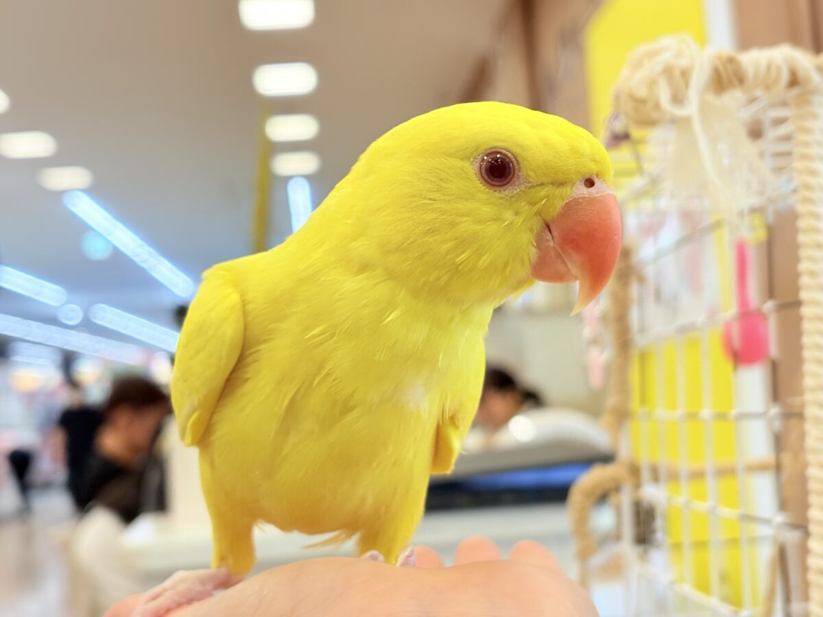 ワカケホンセイインコ（月の輪インコ）