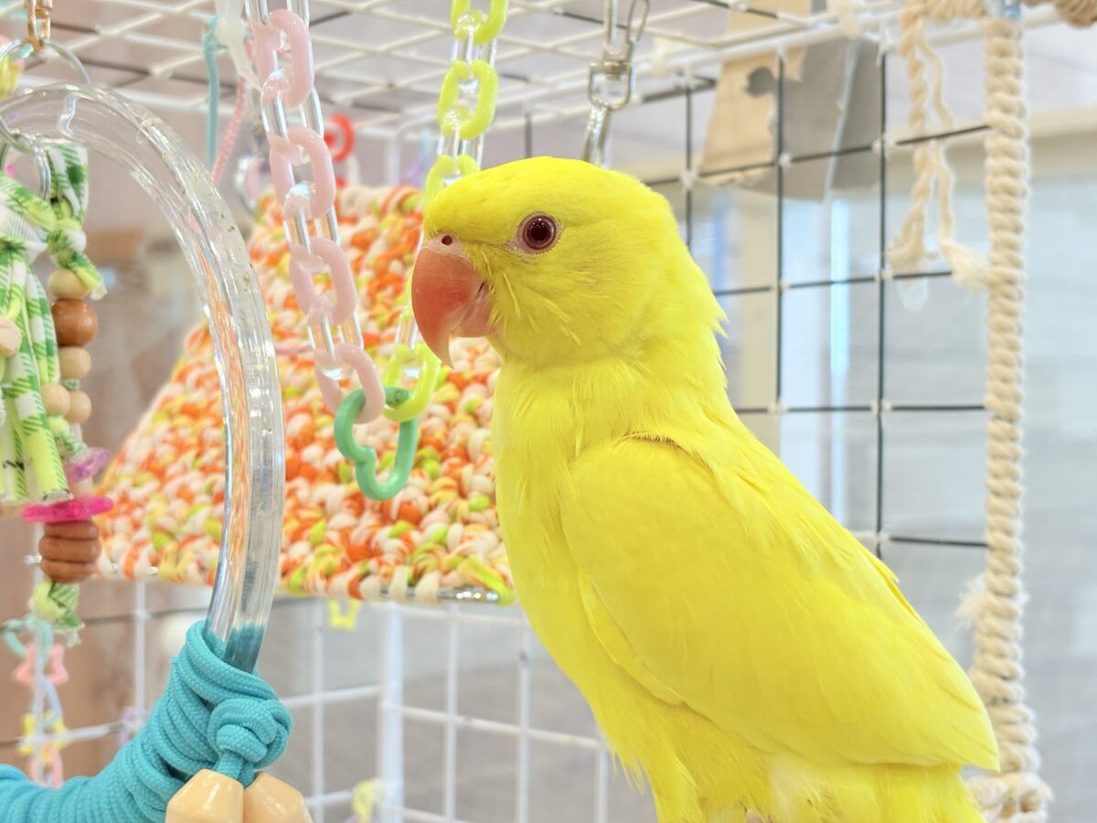 ワカケホンセイインコ（月の輪インコ）