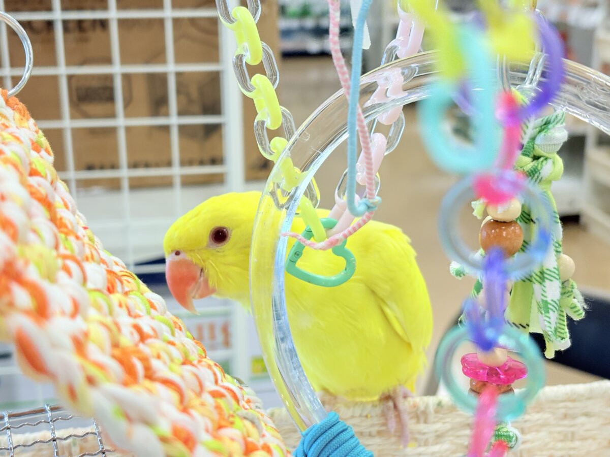 ワカケホンセイインコ（月の輪インコ）