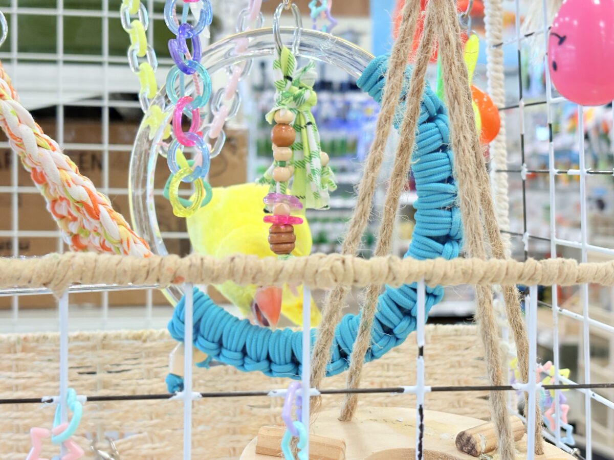 ワカケホンセイインコ（月の輪インコ）