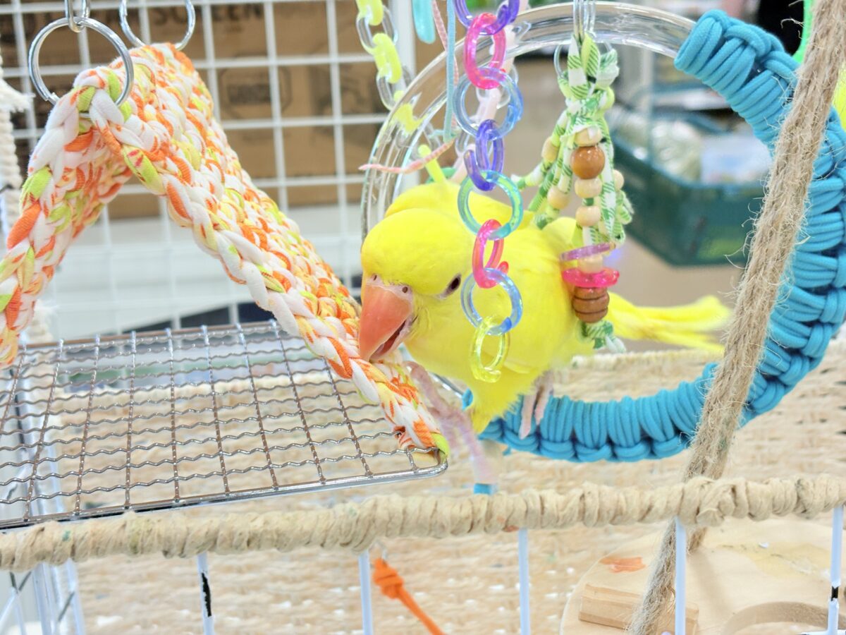 ワカケホンセイインコ（月の輪インコ）