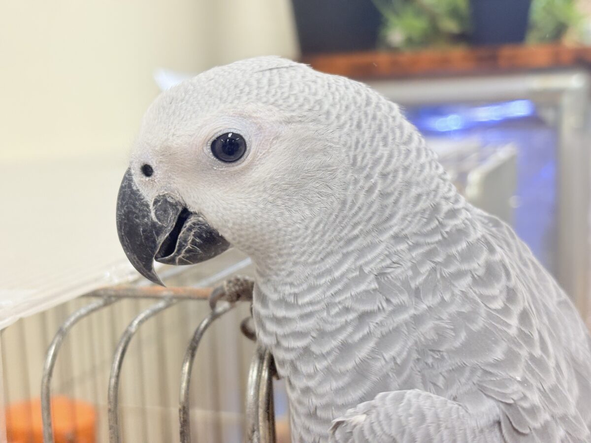 ヨウム