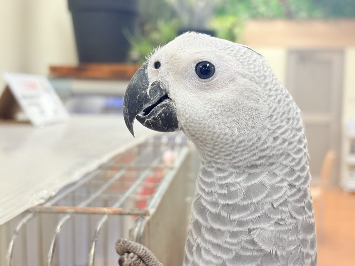 ヨウム
