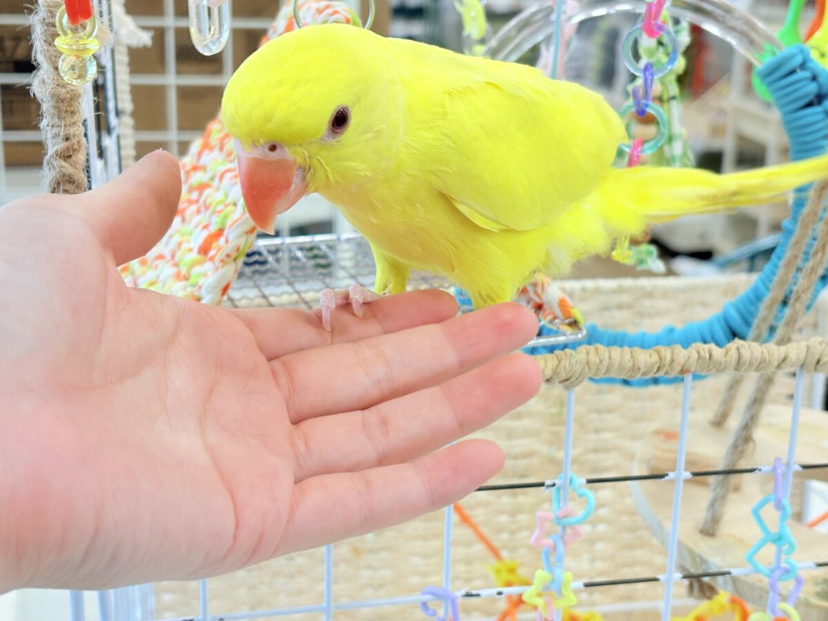 ワカケホンセイインコ（月の輪インコ）