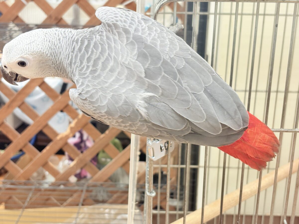 ヨウム