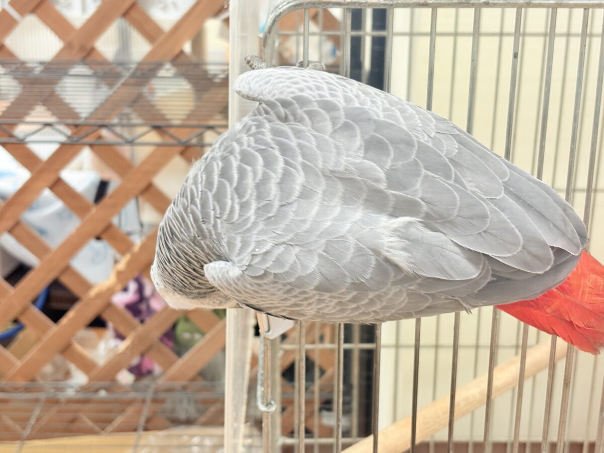 ヨウム