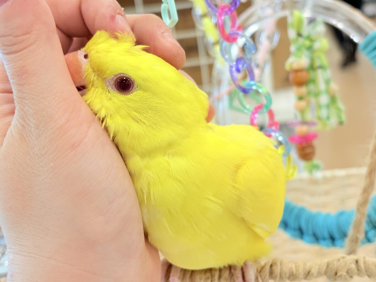 ワカケホンセイインコ（月の輪インコ）