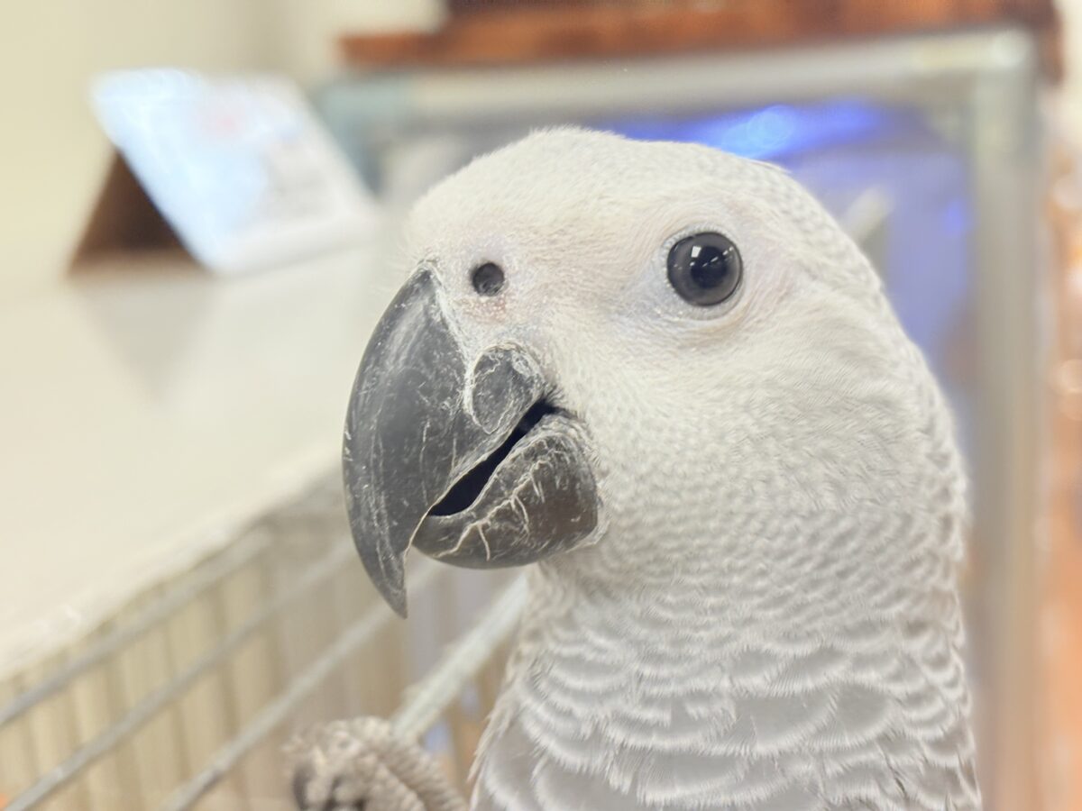 ヨウム