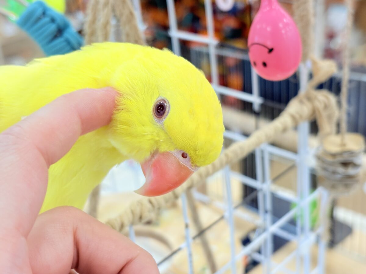 ワカケホンセイインコ（月の輪インコ）