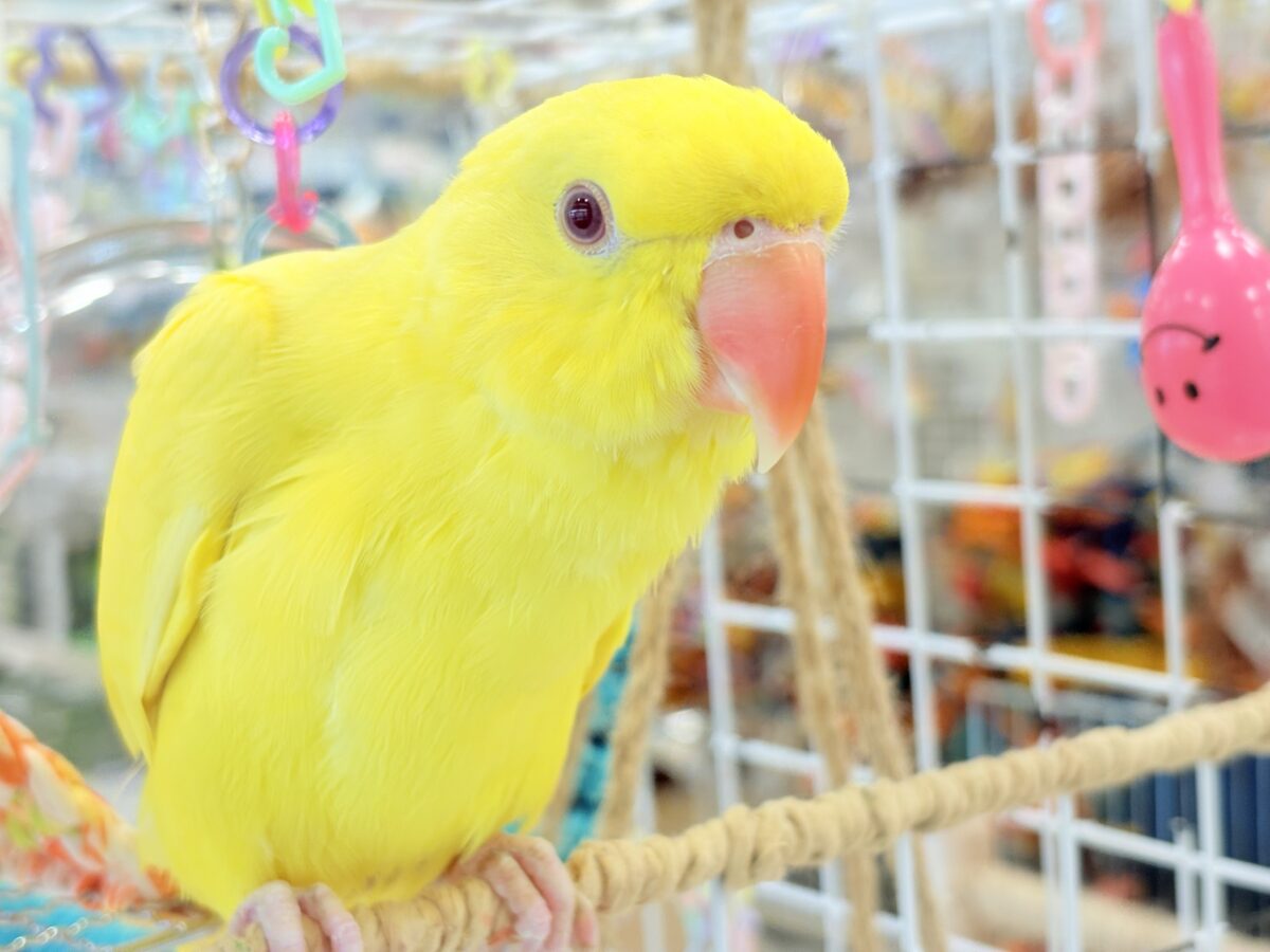 ワカケホンセイインコ（月の輪インコ）