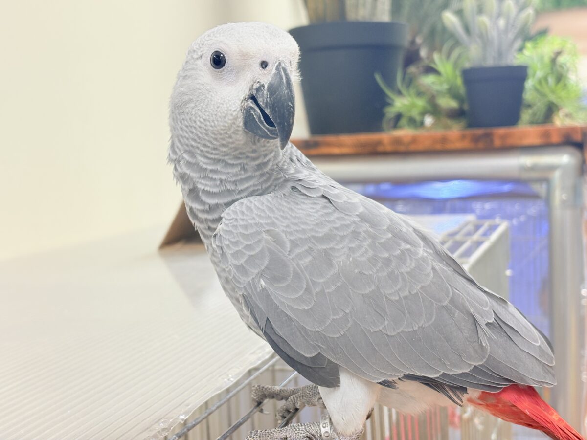 ヨウム