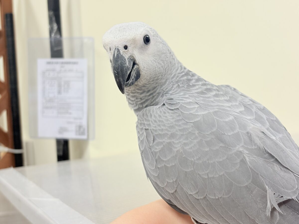 ヨウム