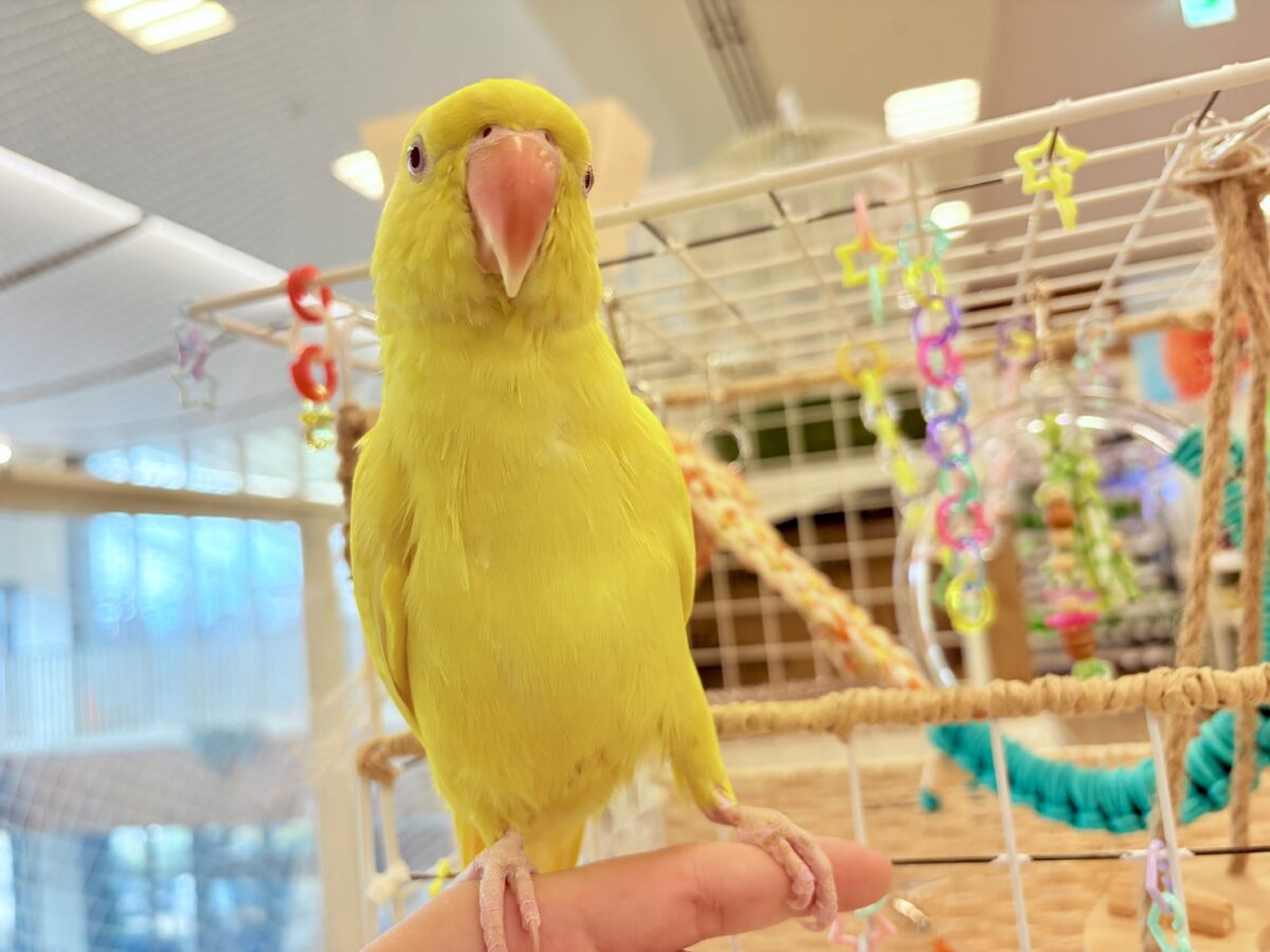 ワカケホンセイインコ（月の輪インコ）