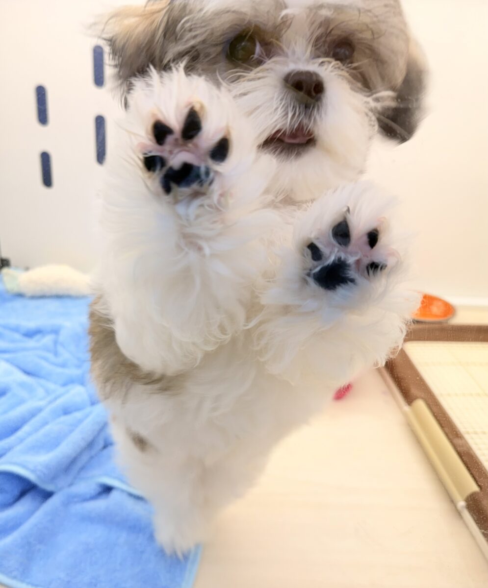 マルシーズ