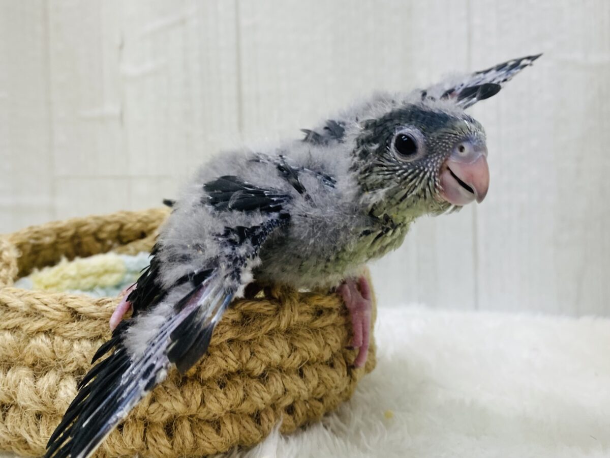 サザナミインコ