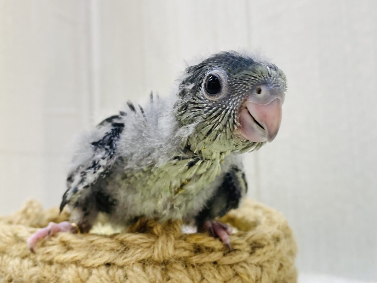 爆裂🌟元気いっぱい‼️サザナミインコ（モーブ🩶）