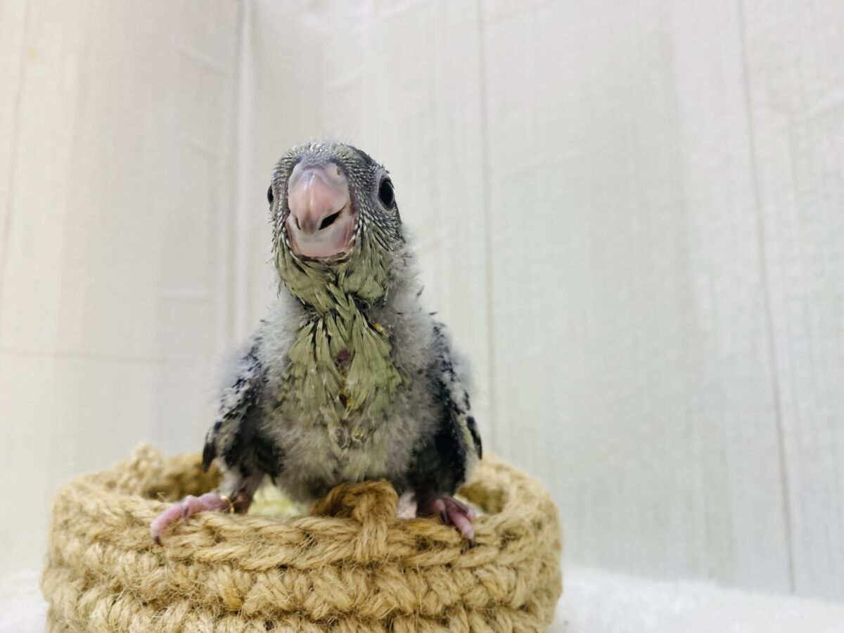 サザナミインコ