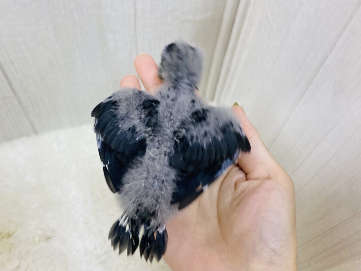 サザナミインコ