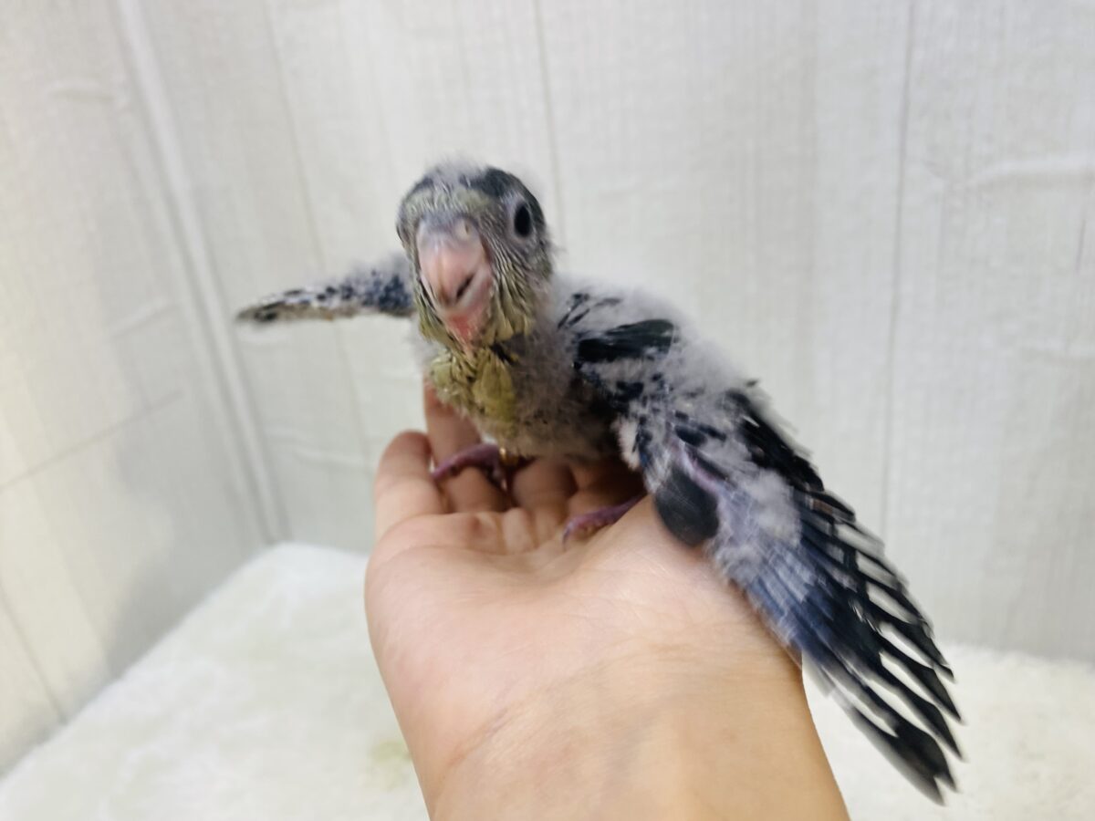 サザナミインコ