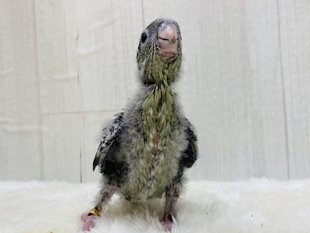 サザナミインコ