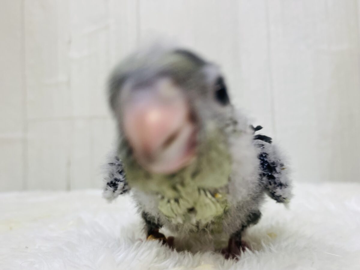 サザナミインコ