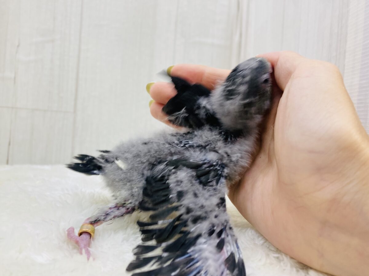 サザナミインコ
