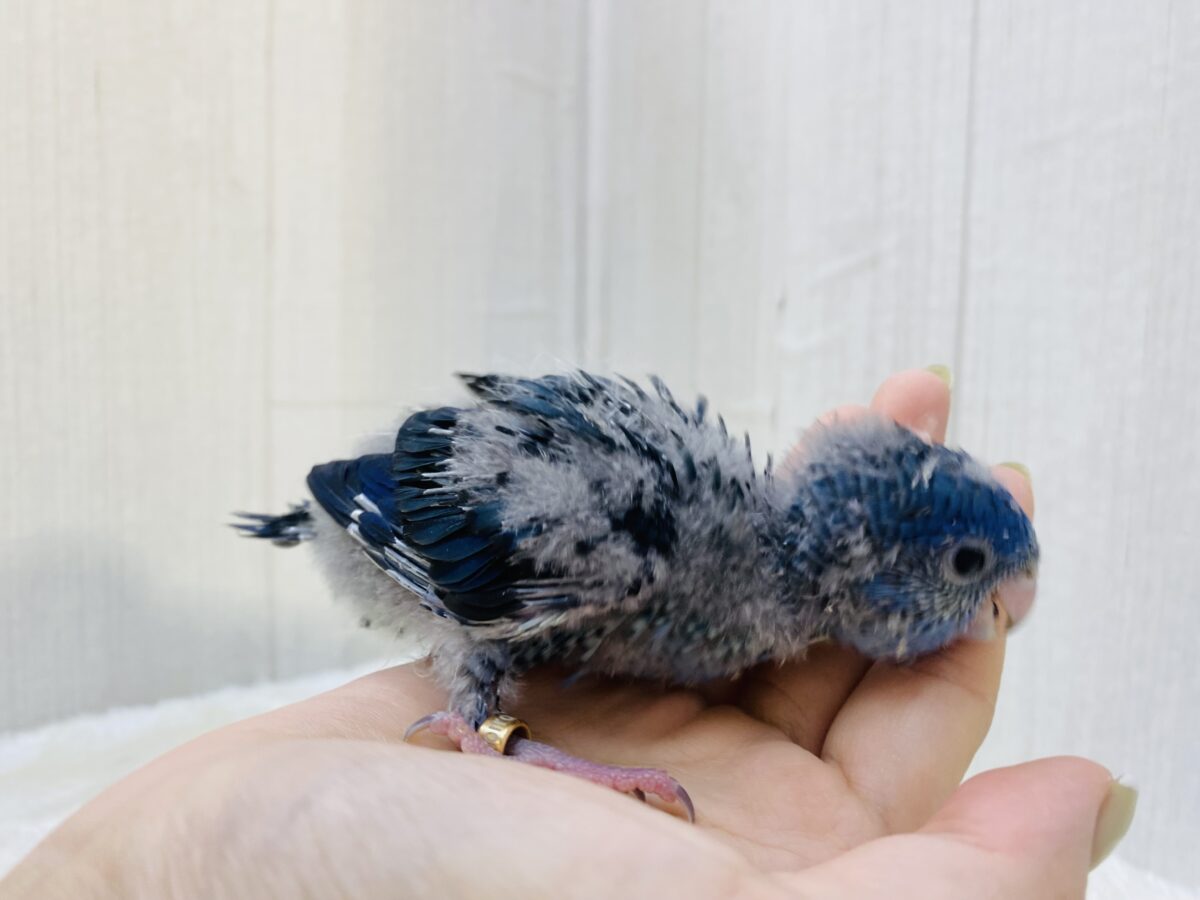 サザナミインコ