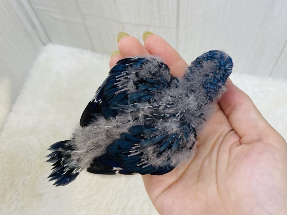 サザナミインコ