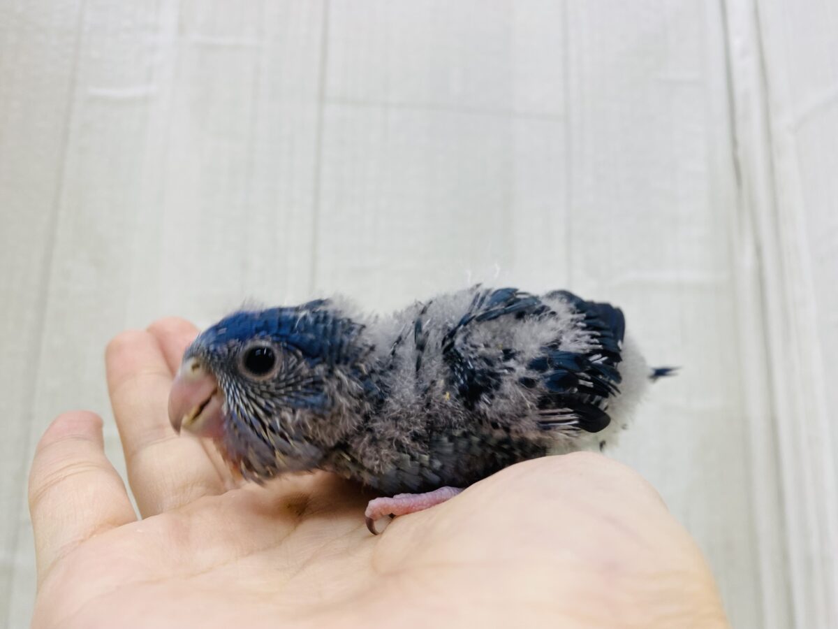 サザナミインコ