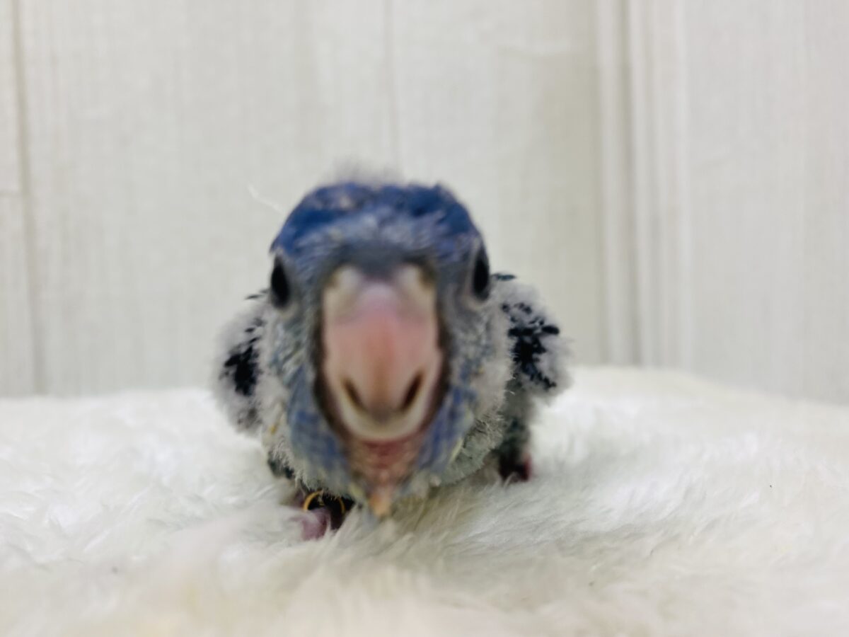サザナミインコ