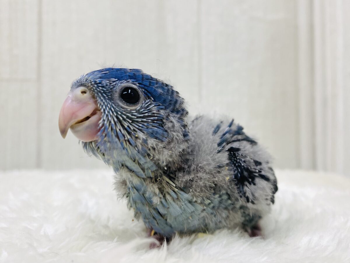 ブルーのサザナミインコもイイじゃん〜👍💕