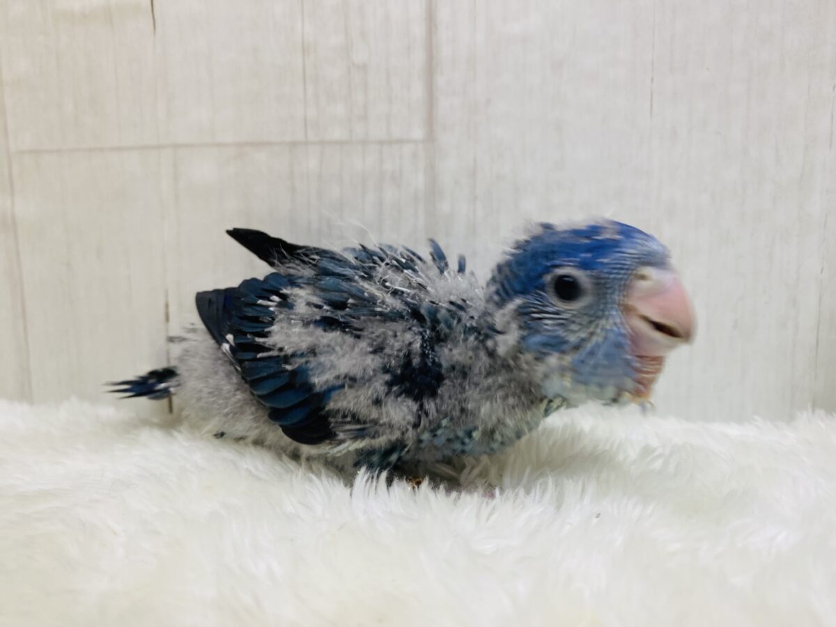 サザナミインコ