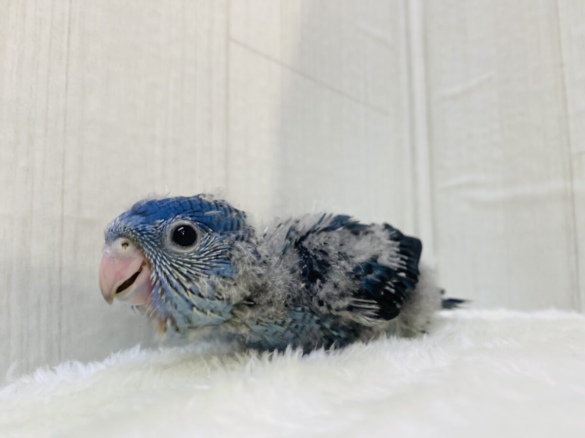 サザナミインコ