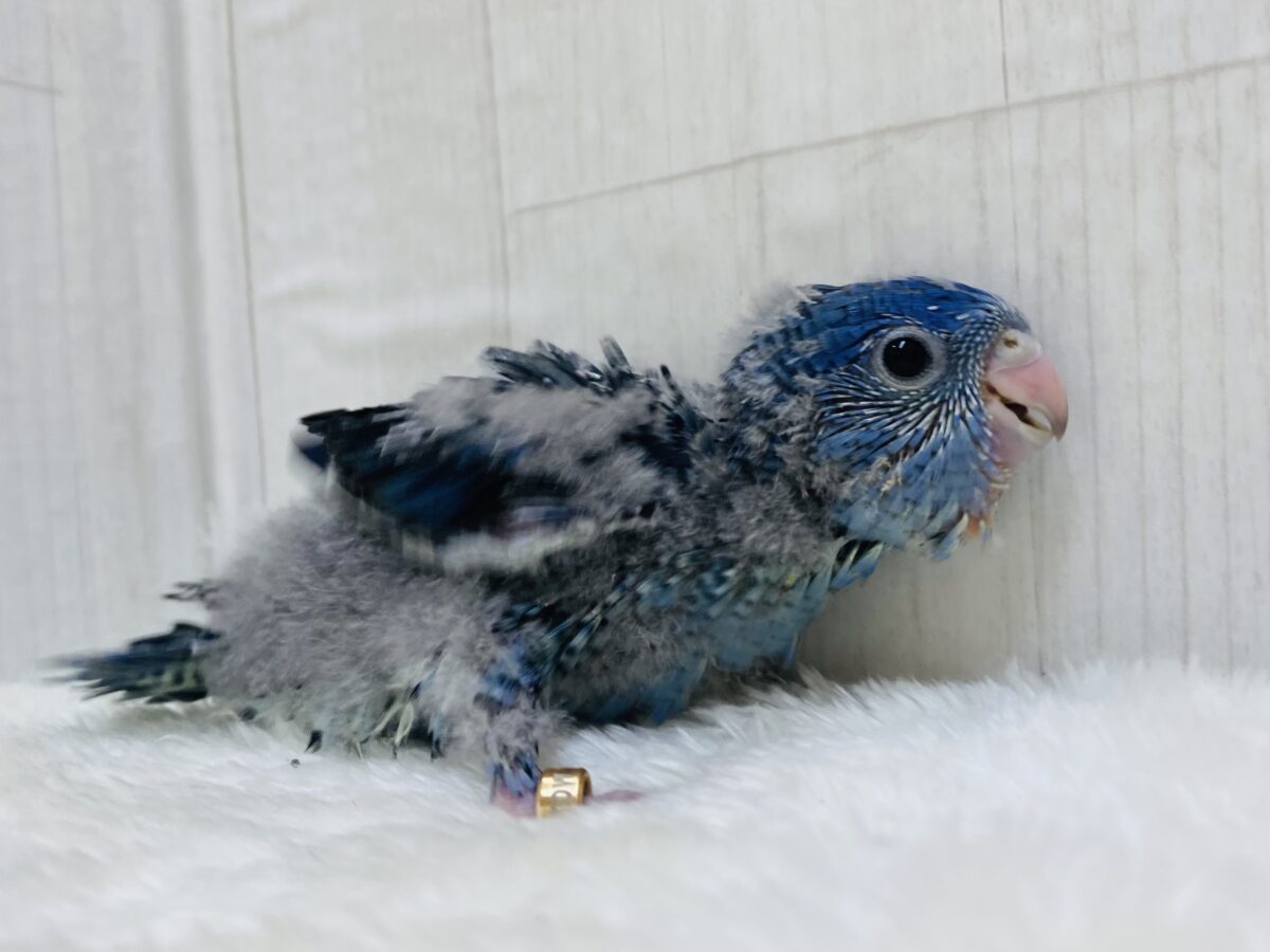 サザナミインコ