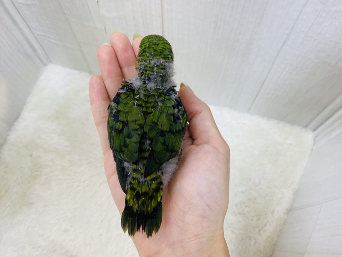 サザナミインコ